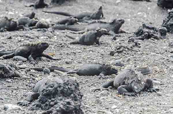 Iguana Marina - islote Las Tintoreras - islas Galápagos - Ecuador 3.jpg